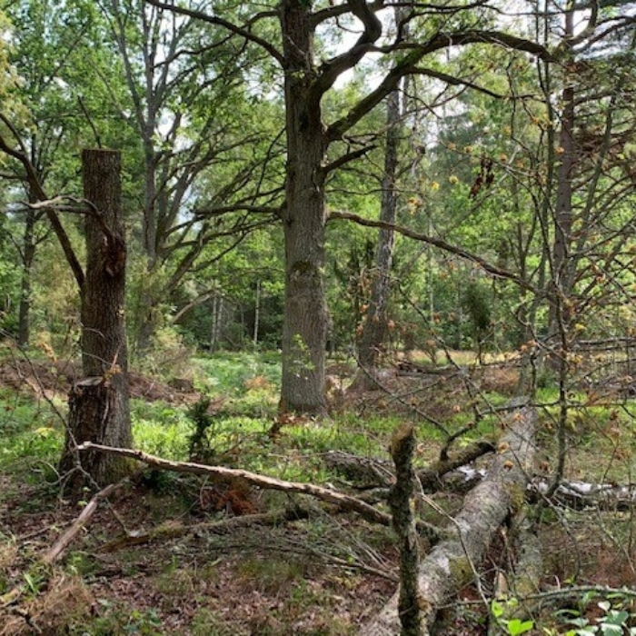 Naturvårdsåtgärder Moelven Vänerply.jpg