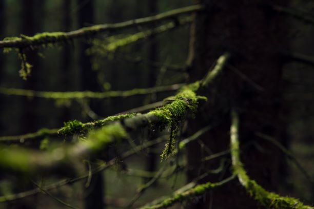 Å oppføre høye bygg i tre har store klimamessige fordeler