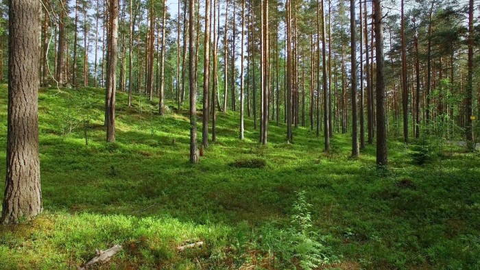 Skog modulbyggnation