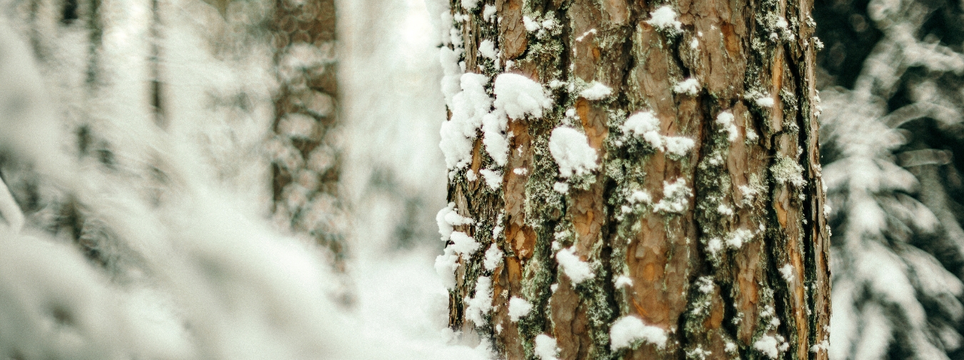Tall med snö på