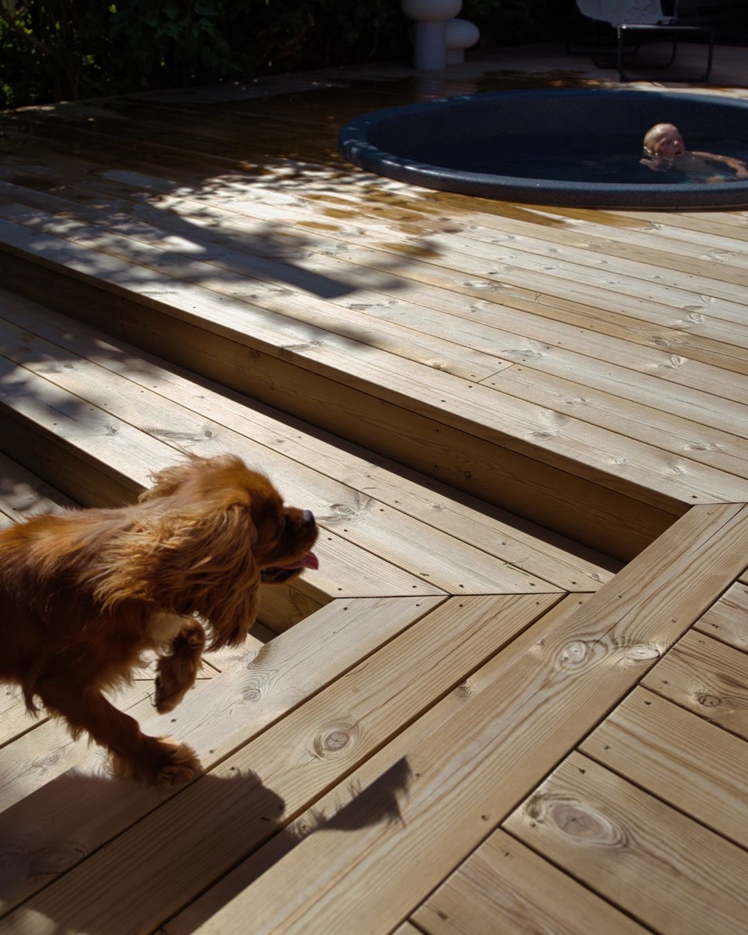 En hund tassar uppför en altantrappa i trä