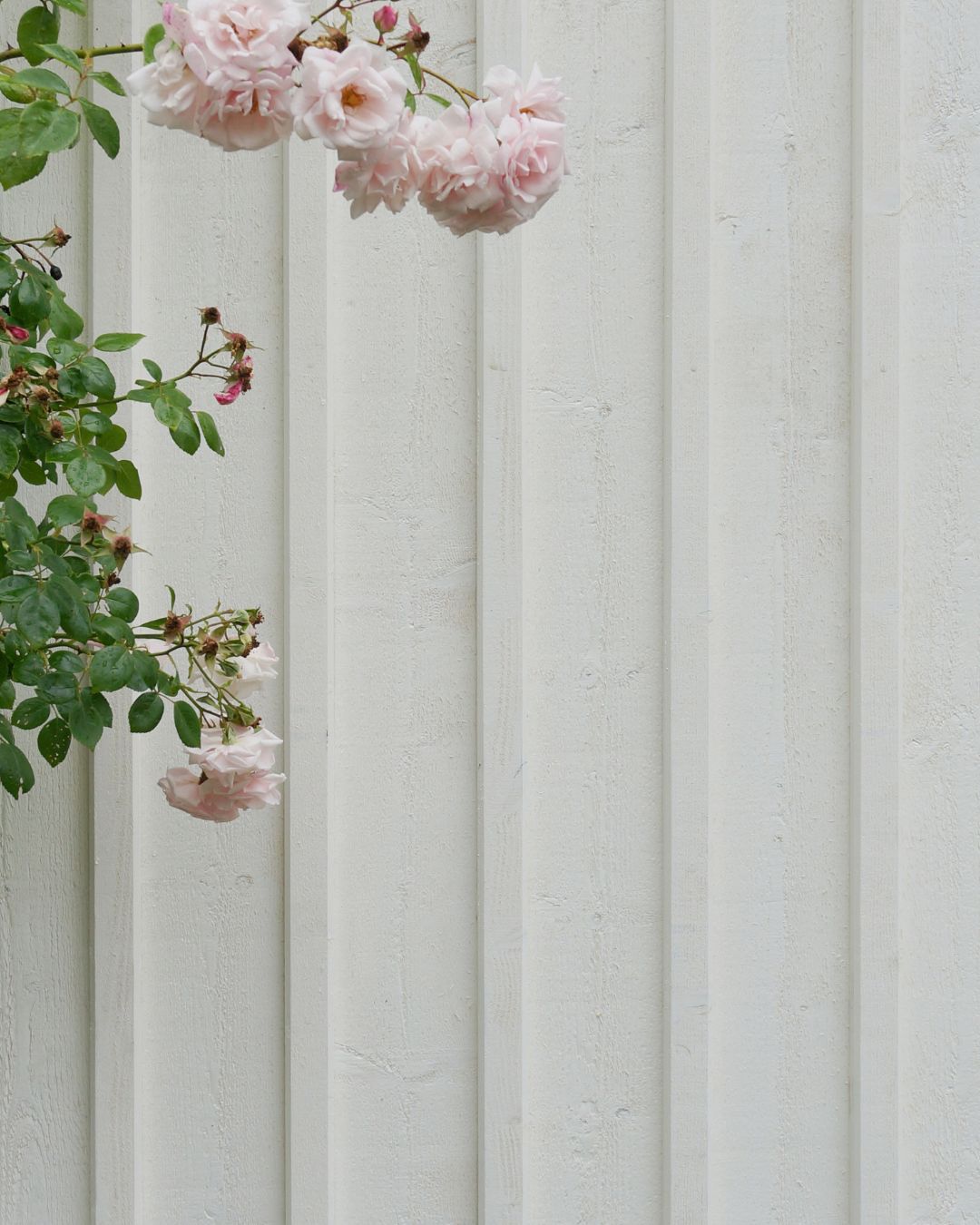 Rosa klätterros framför ett hus med vit ytterpanel med läkt