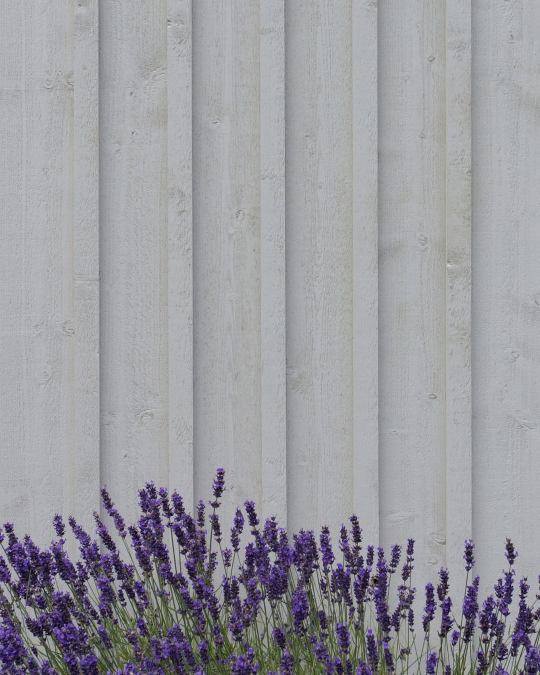Lavendel framför en yttervägg med grå panel