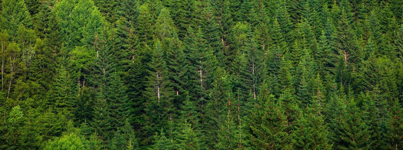 Utsikt över en skog med granar