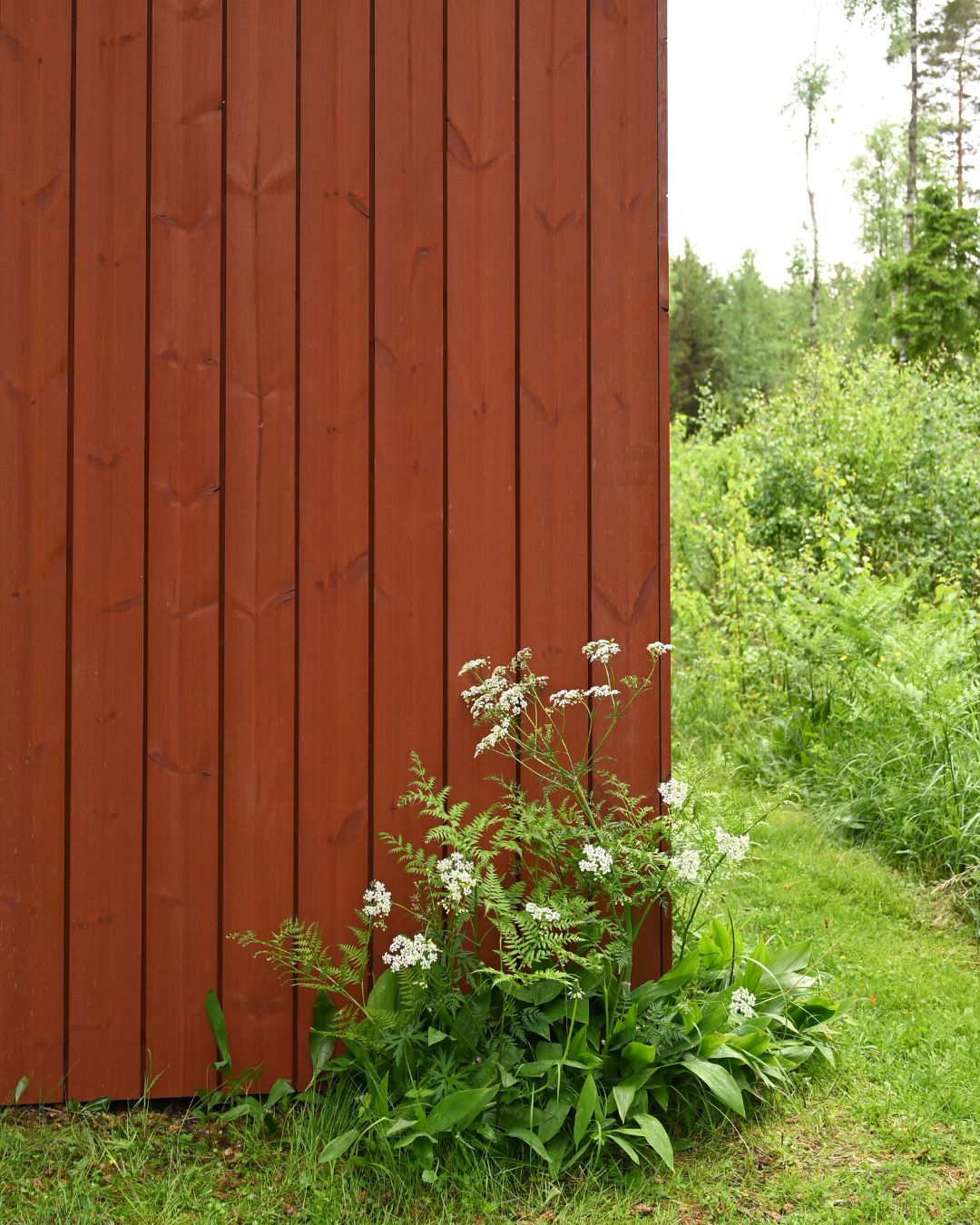 Hörnet på ett hus klätt med röd finsågad ThermoWood och grönska runtomkring