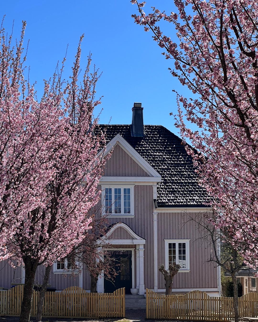 Trevilla med Heftig PRO kledning i rosa, omgitt av kirsebærblomstrende trær i full blomst om våren
