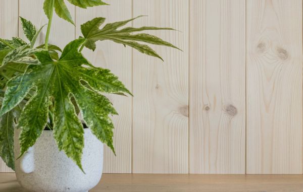 Trepanel i hvitlasert på kjøkken, med en grønn plante i hvit potte